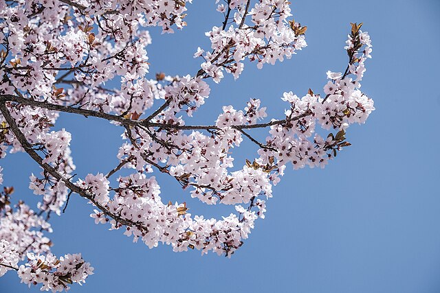 Peach Trees