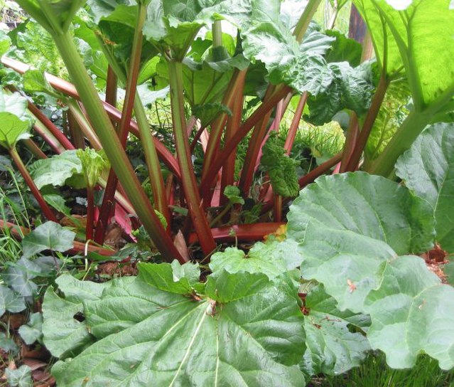 Rhubarb Crowns
