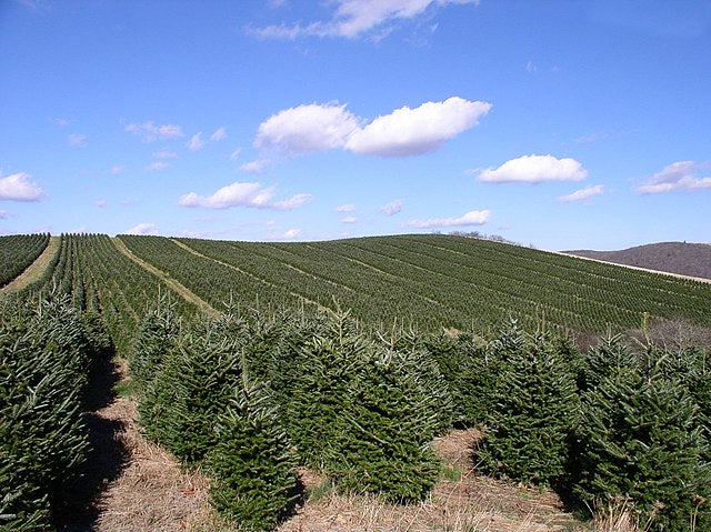 Fir Plugs