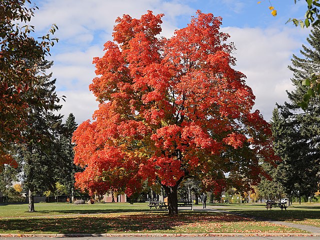 Deciduous Trees