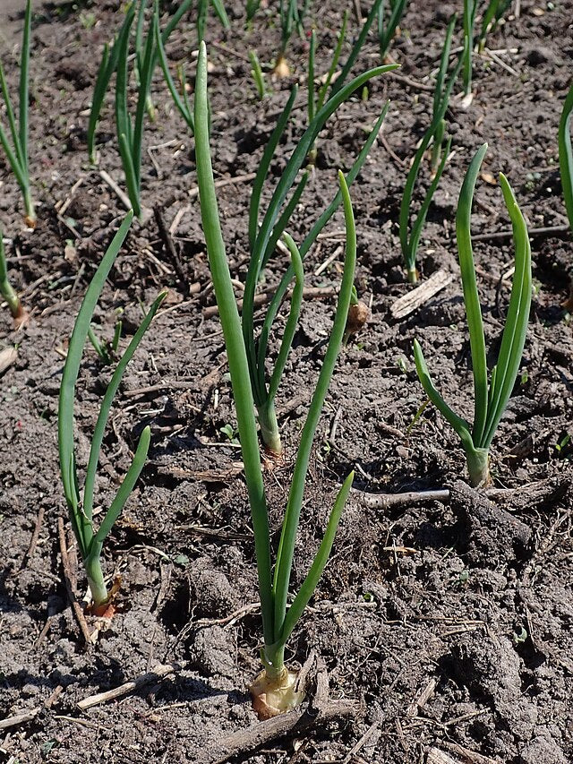 Onion Sets