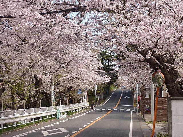 Cherry Trees