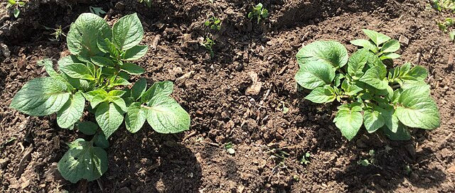 Seed Potatoes