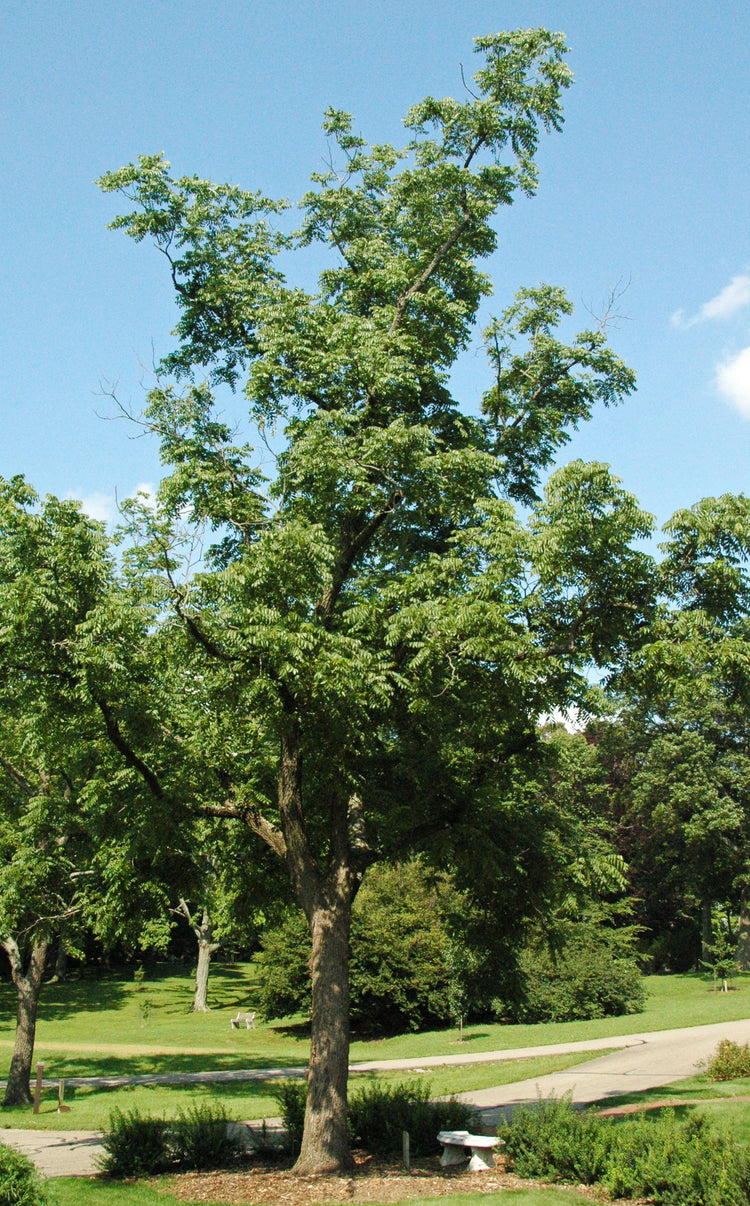 Walnut