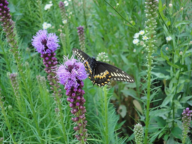 UP Wildflowers & Native Plants - *Pickup in June/July