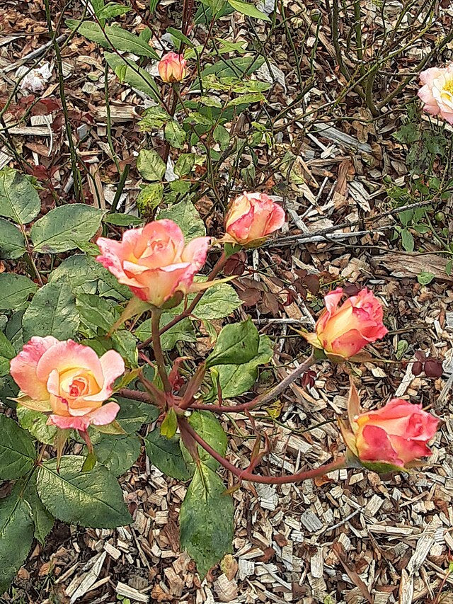 Roses
