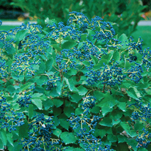 Unique Yard Bushes