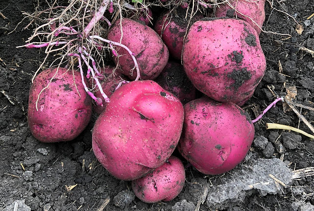 684 Norland Red Seed Potato