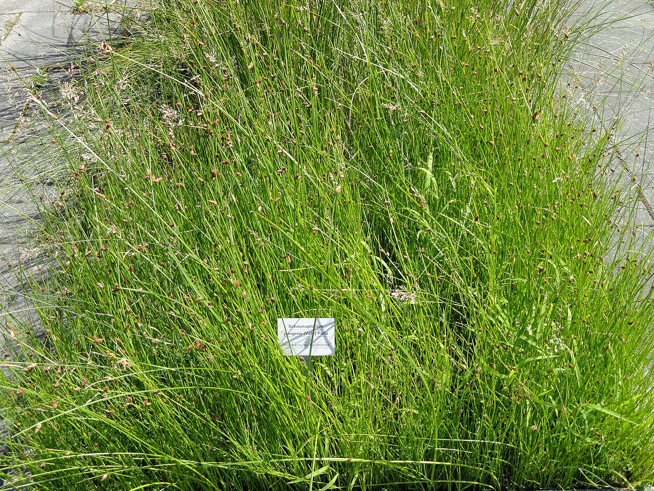 Bulrush, Three Square - Schoenoplectus pungens