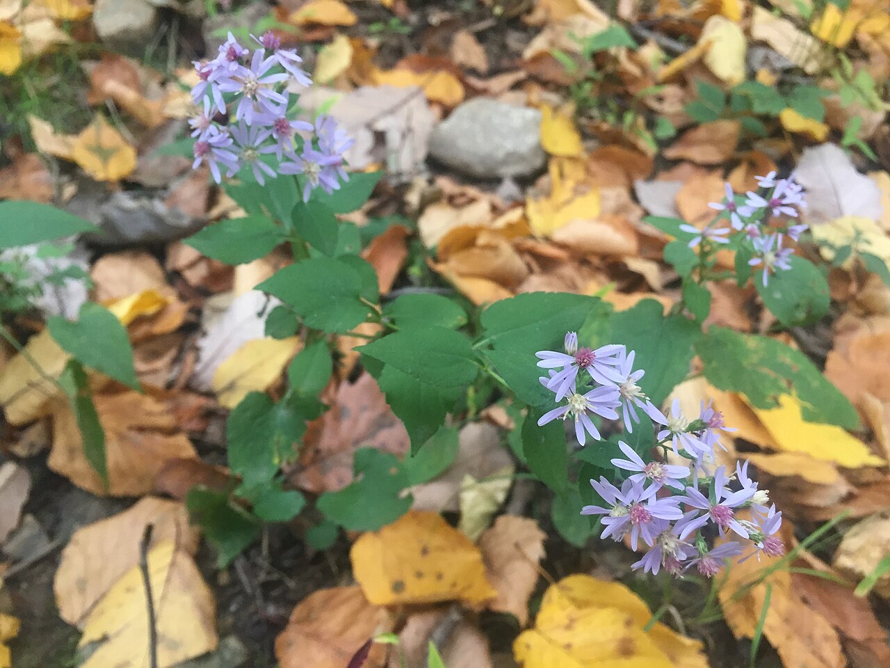 Aster, Northern Heartleaf - Symphyotrichum ciliolatum