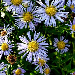 Aster, Shining - Symphyotrichum firmum
