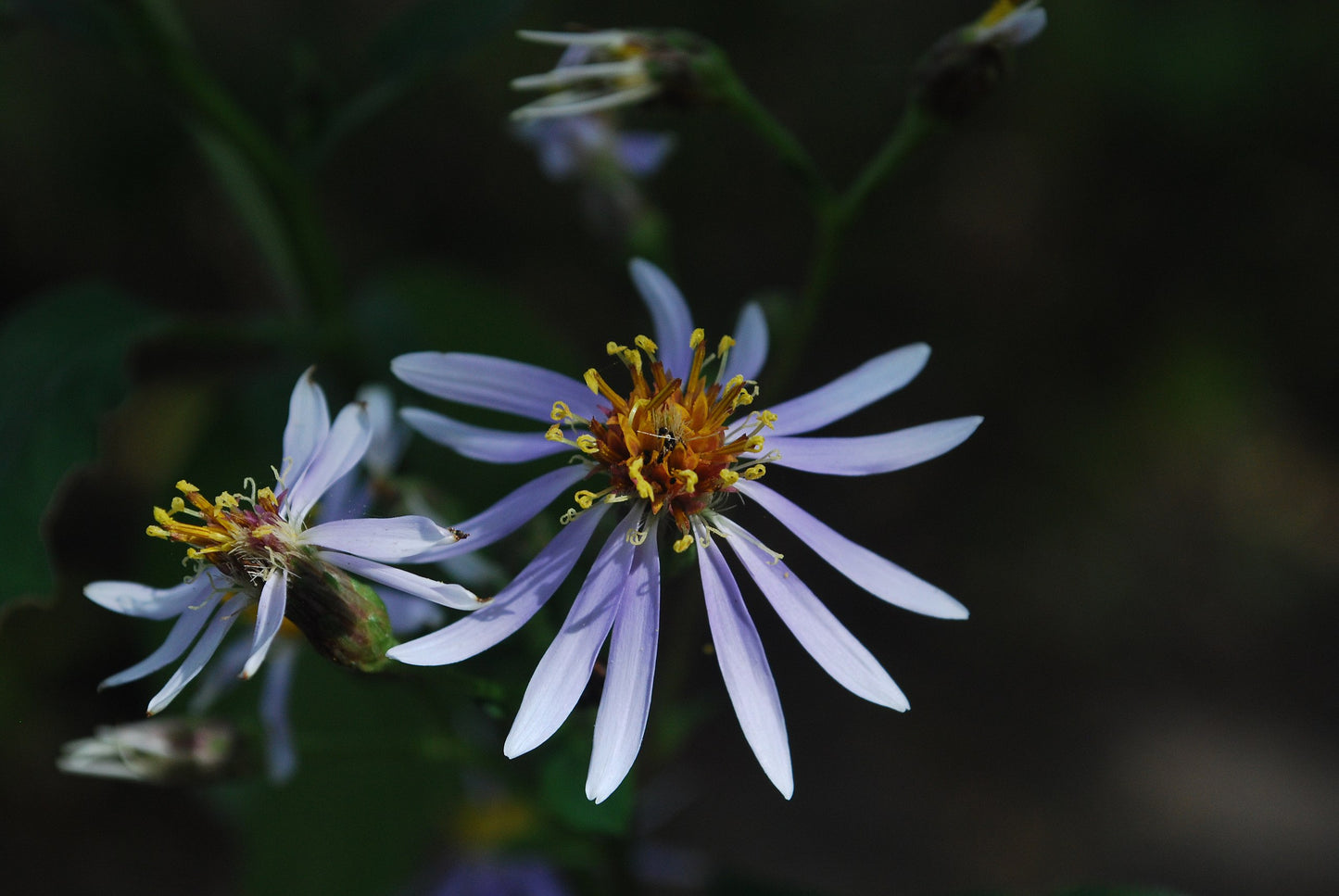 Aster, Bigleaf - Eurybia macrophylla