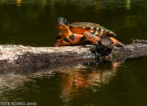 Inland Lakeshore Habitat Kit