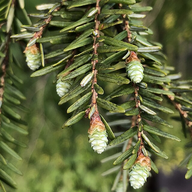 Hemlock Plug Packs