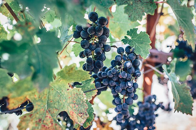Concord Blue Grape Seeded
