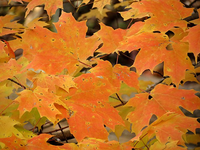 873-1 BR Maple-Sugar (Packed In Units of 25 Seedlings)