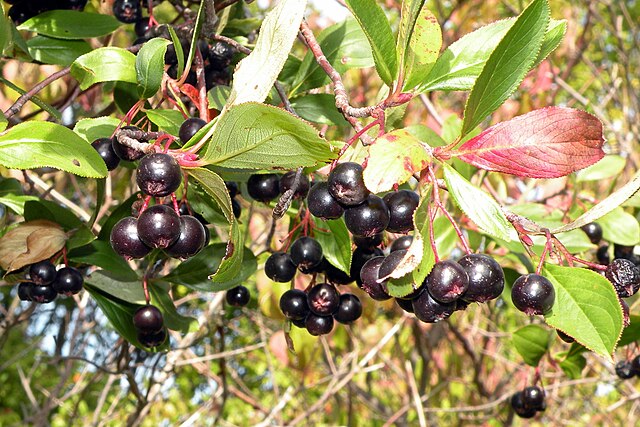 910-1 Aronia-Black (Packed In Units of 25 Seedlings)