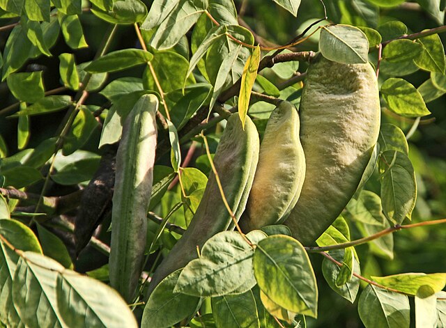 915-1 Coffeetree-Kentucky (Packed In Units of 25 Seedlings)