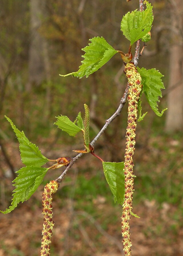 869 BR Birch-GrayPoplar