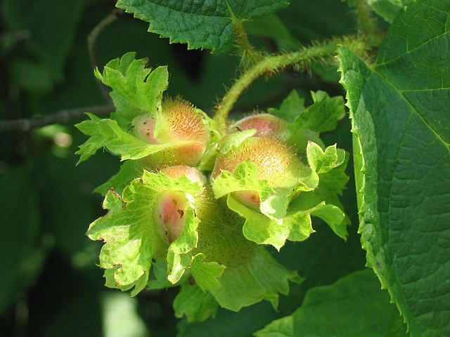 937-1 Hazelnut-American (Packed In Units of 25 Seedlings)