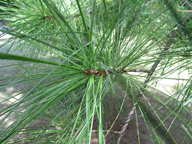 White Pine Plug Packs