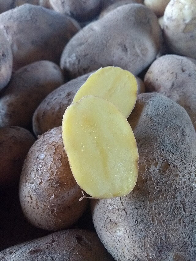 680 German Butterball Potato