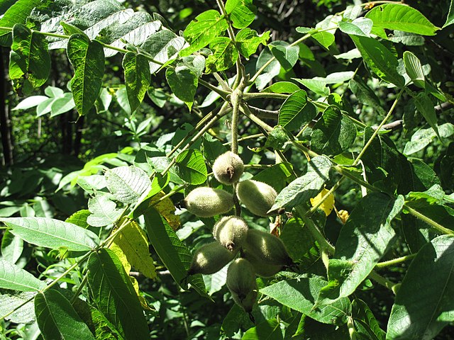 906-1 Butternut (Packed In Units of 25 Seedlings)