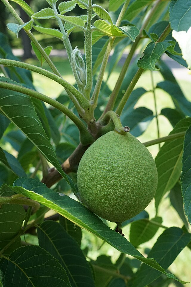 891-1 BR Walnut-Black (Packed In Units of 25 Seedlings)