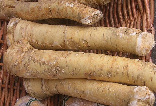 662 Rusticana Horseradish
