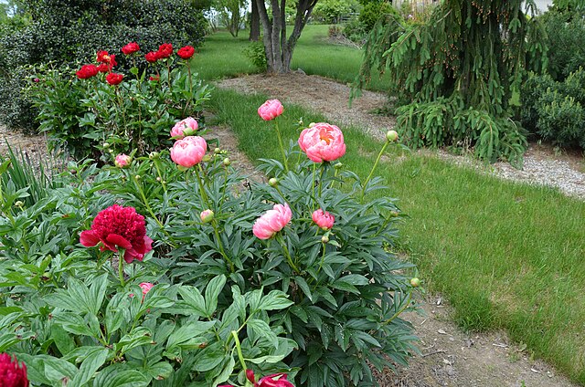Peony 5 Plant Bundle
