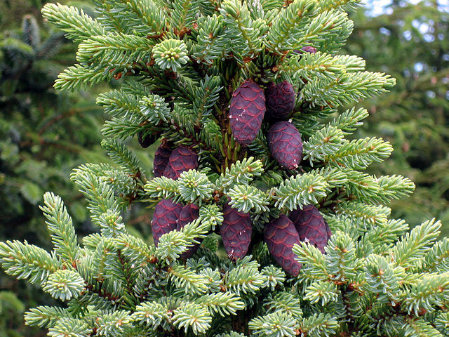 815-1 BR Spruce-Black (Packed In Units of 25 Seedlings)