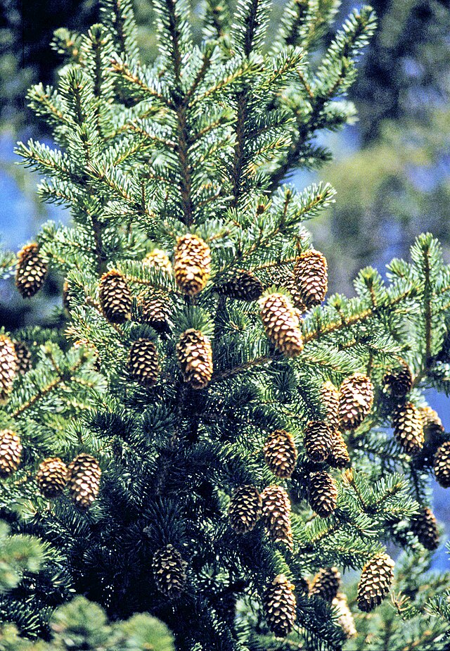 817-1 BR Spruce-Blue (Packed in Uits of 10 Large Seedlings)