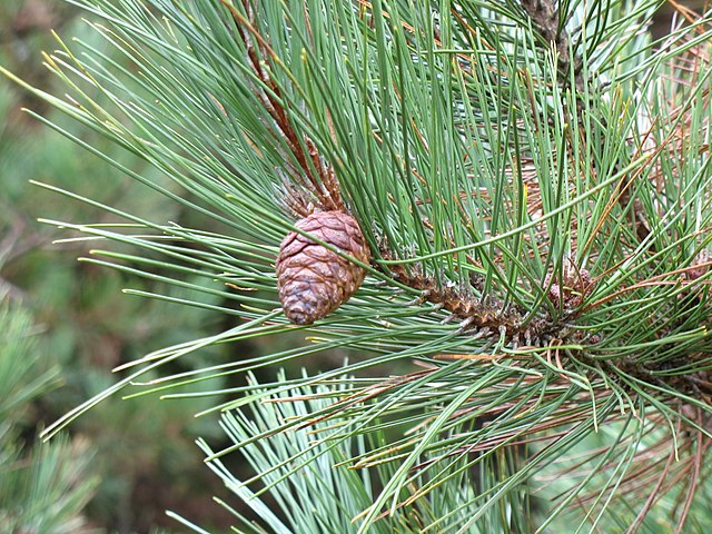 Red Pine Plug Packs