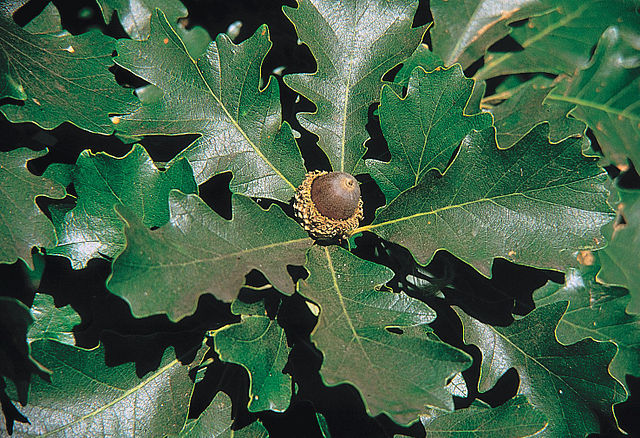 851-1 BR Oak-Bur (Packed In Units of 25 Seedlings)
