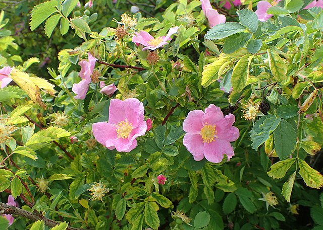 954-1 Rose-Meadow (Packed In Units of 25 Seedlings)