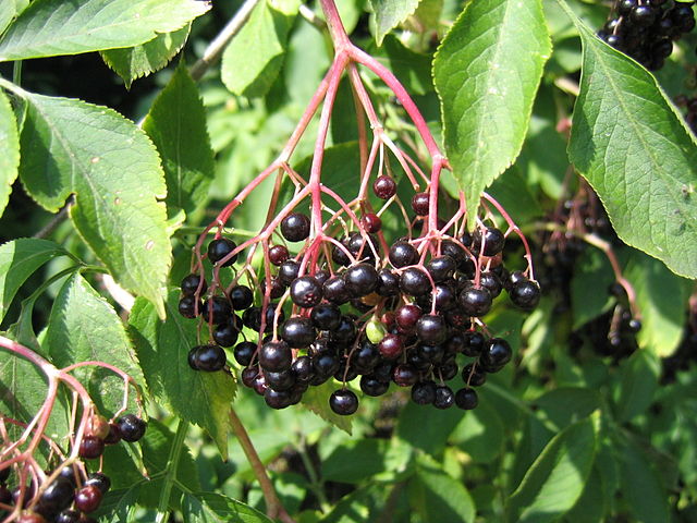 930-1 Elderberry-Black (Packed In Units of 25 Seedlings)