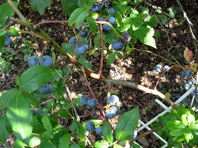 404 Berkeley Blueberry