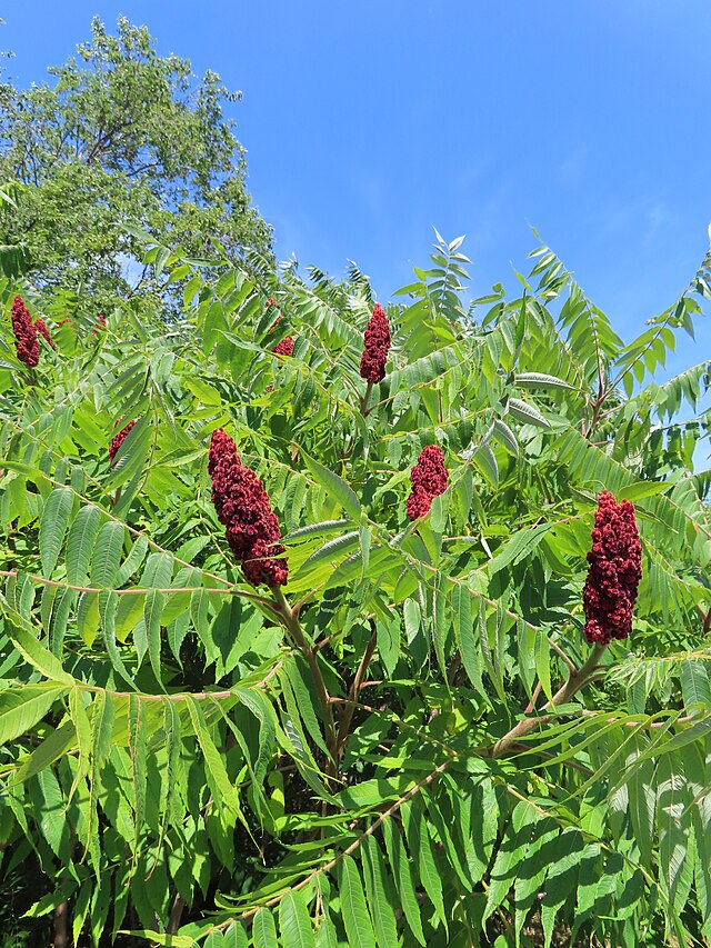 968-1 Sumac-Staghorn (Packed In Units of 25 Seedlings)