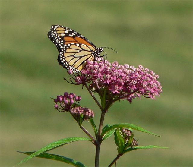 Swamp Milkweed Flat