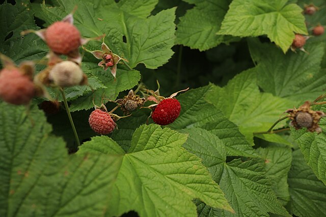 969-1 Thimbleberry (Packed In Units of 25 Seedlings)
