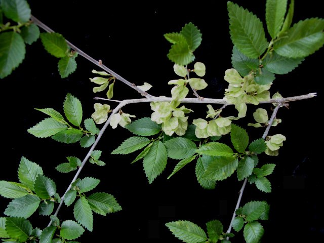 934-1 Elm-Slippery (Packed In Units of 25 Seedlings)