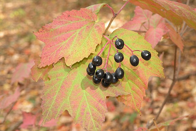 942-1 Mapleleaf (Packed In Units of 25 Seedlings)