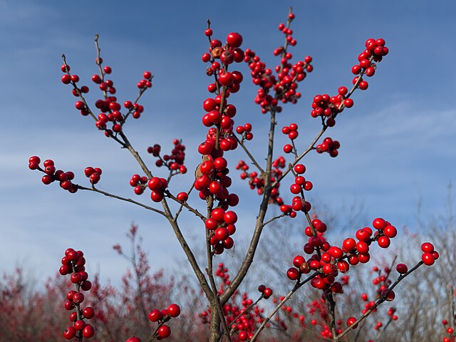 971-1 Winterberry Holly (Packed In Units of 25 Seedlings)