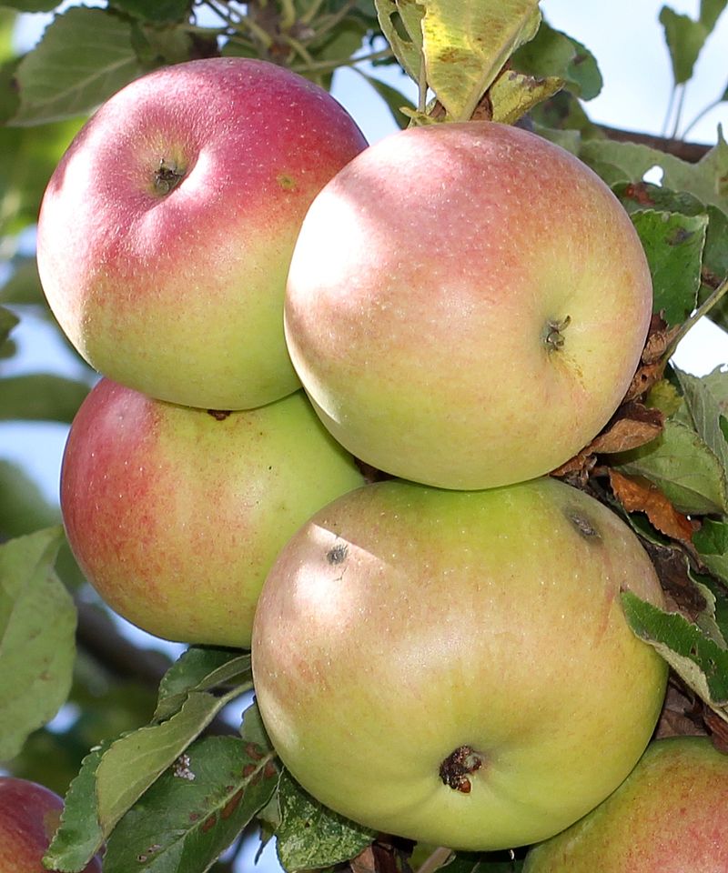 McIntosh Apple