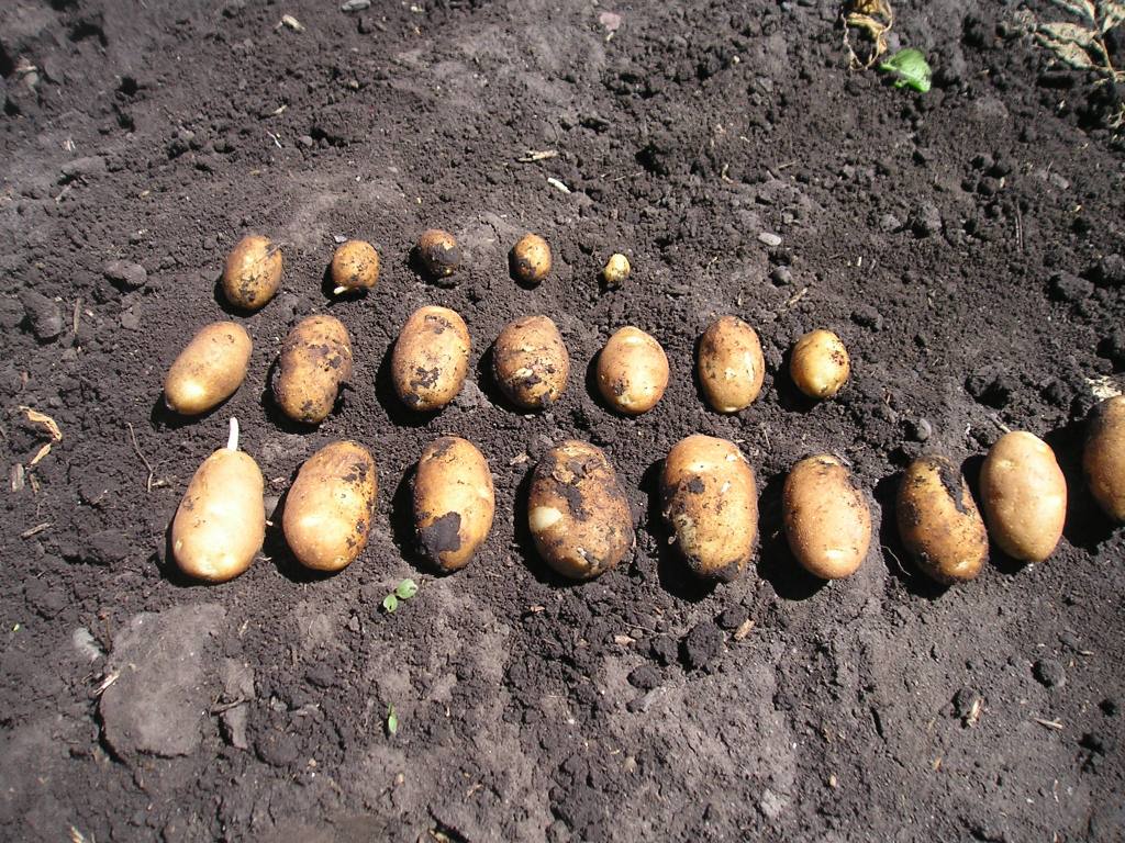 694 Russet Norkotah Seed Potato