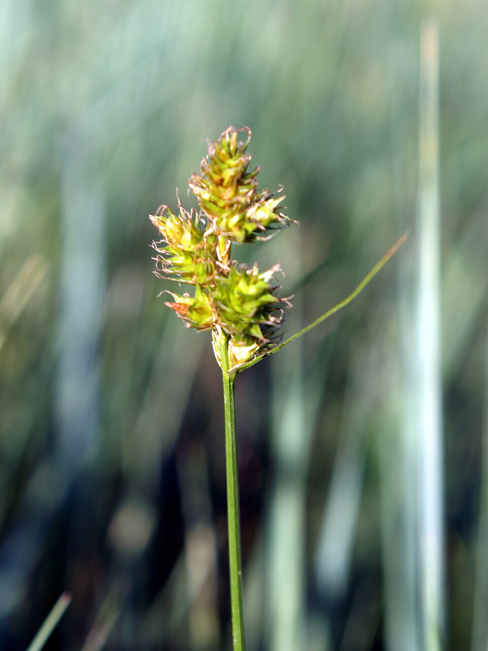 Sedge, Plains Oval - Carex brevior