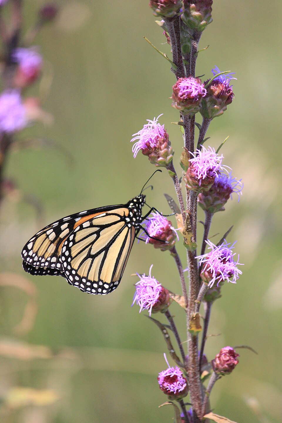 Blazingstar, Rough - Liatris aspera