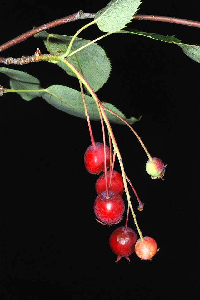 Downy Serviceberry Pack of 25