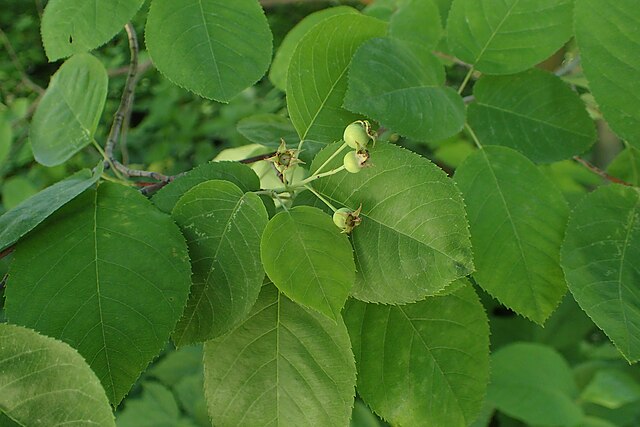 Downy Serviceberry Pack of 25