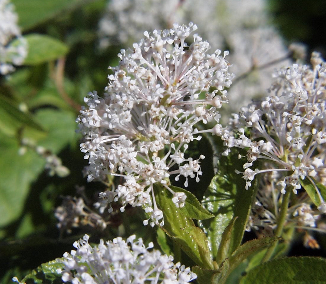 New Jersey Tea - Ceanothus americanus